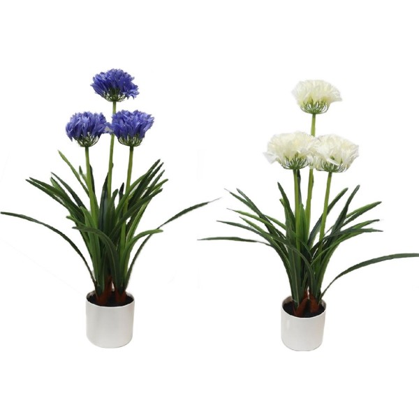 Maceta de agapanto, colores surtidos, 50 x 80 cm